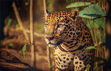 jhalana leopard