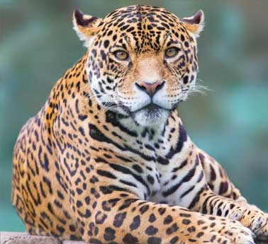 leopards jhalana